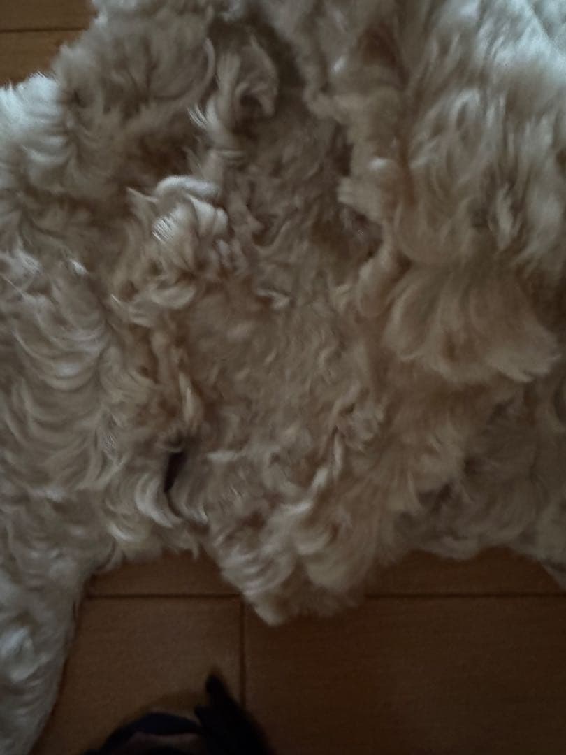 d*7様 アンダーカバー ダークブラウン ファー 耳あて付き帽子