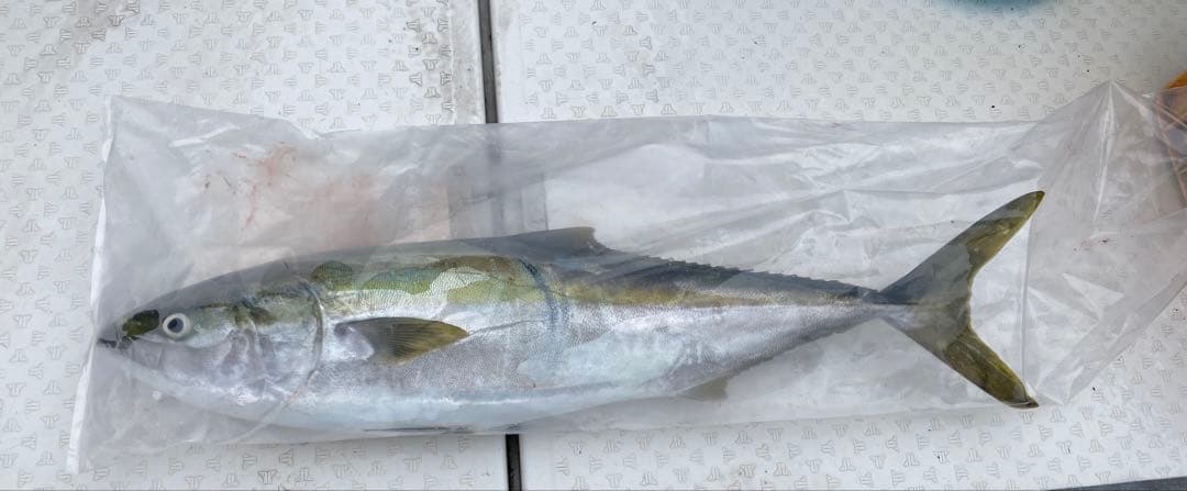 サカナ用ポリ袋 200枚入