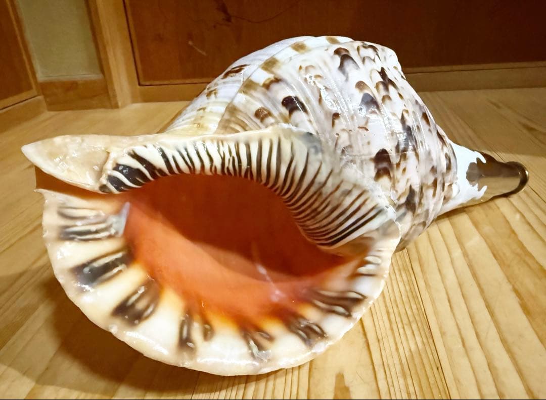 修験道法螺貝34㎝山伏　密教　魔除け　熊よけ❣️ほら貝　ホラガイ