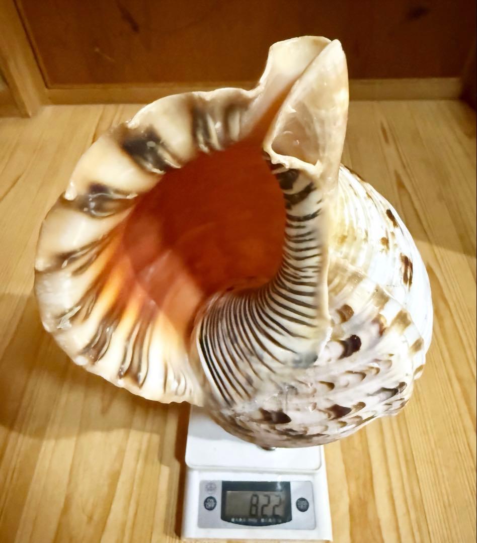 修験道法螺貝34㎝山伏　密教　魔除け　熊よけ❣️ほら貝　ホラガイ