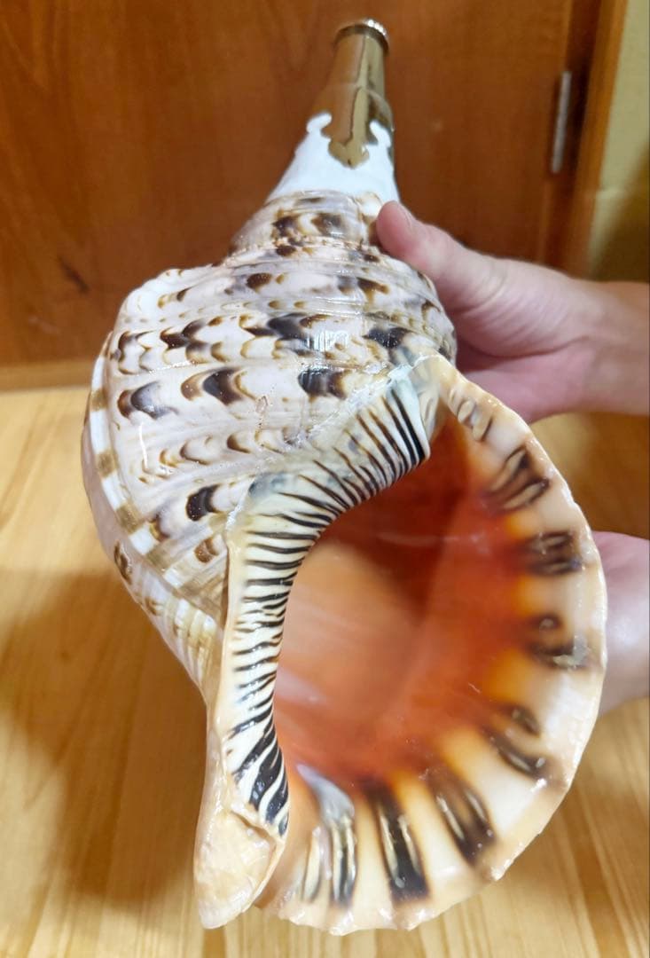 修験道法螺貝34㎝山伏　密教　魔除け　熊よけ❣️ほら貝　ホラガイ