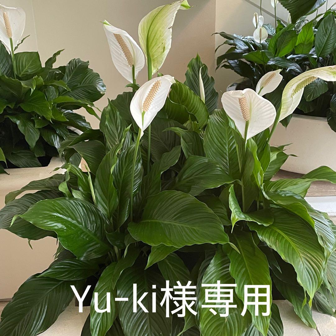 光触媒加工ウォールグリーン　フェイクグリーン壁掛け♡ビビットピンクハイビスカス他