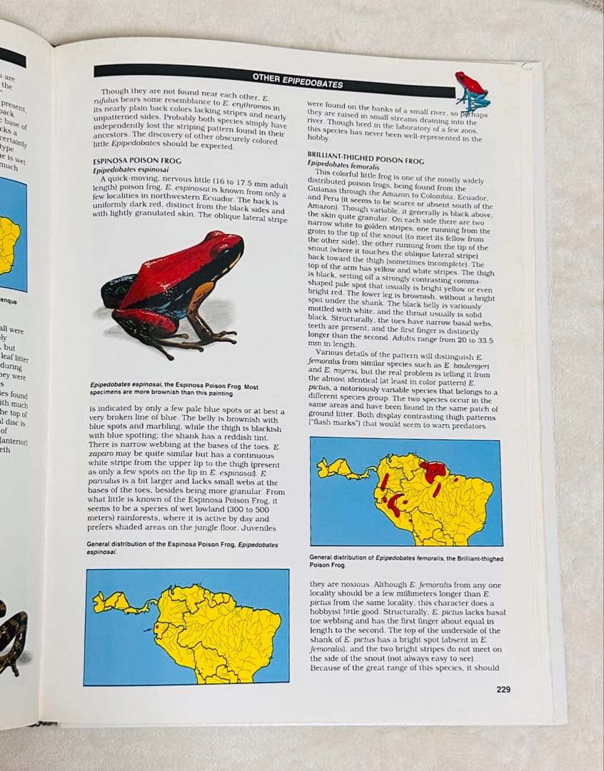 貴重！　Jewels of the Rainforest ヤドクガエル　洋書図鑑