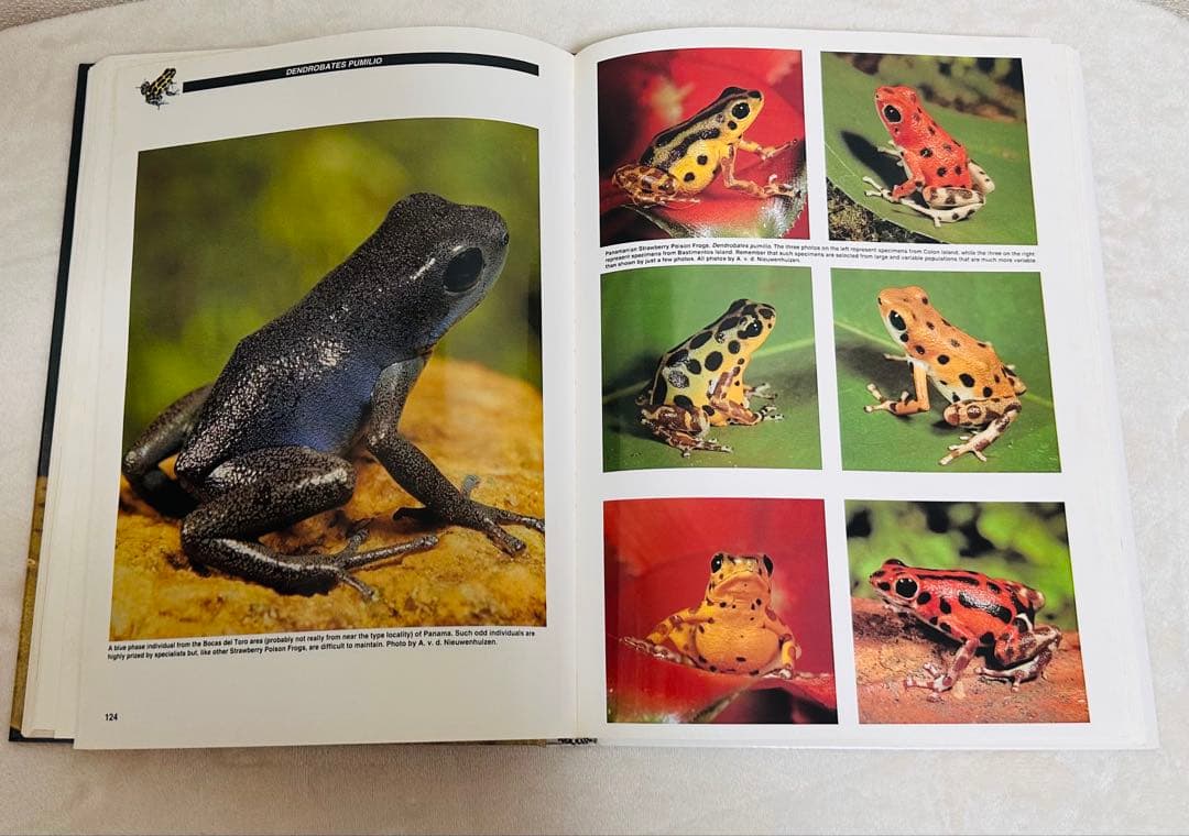 貴重！　Jewels of the Rainforest ヤドクガエル　洋書図鑑