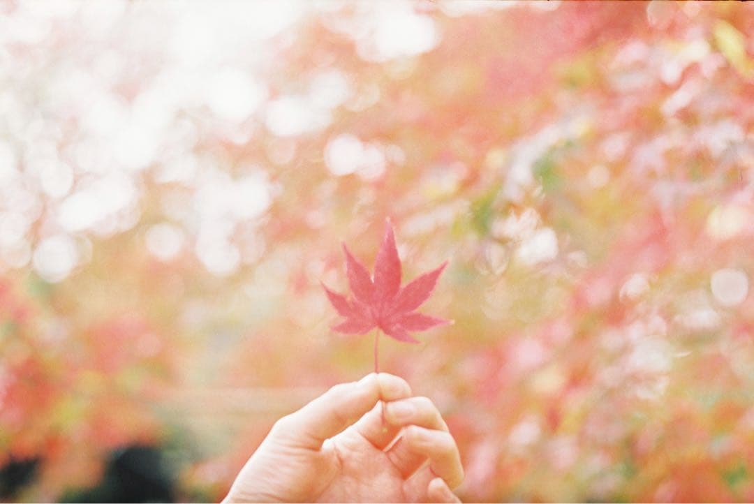 [作例あり]Nikon AF-S NIKKOR 58mm f/1.4G レンズ