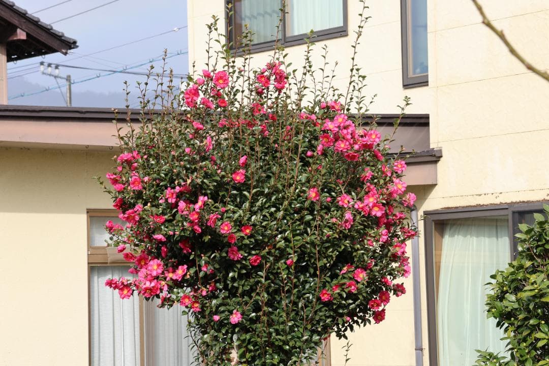 Canon RF-S-18-150mm F3.5-6.3 IS STM レンズ