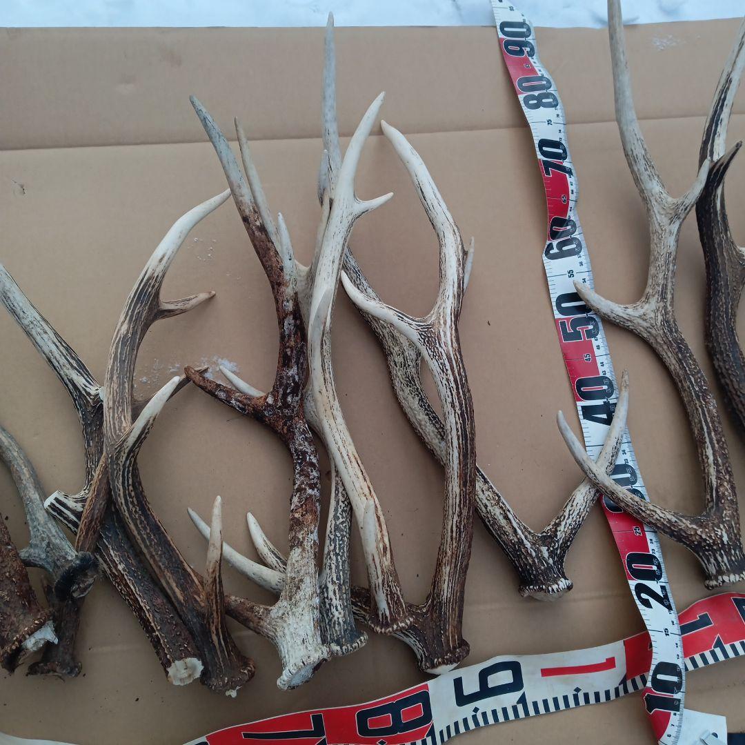 ク*ト様 天然素材、蝦夷鹿の角 犬のおもちゃ、工芸品などに　3番