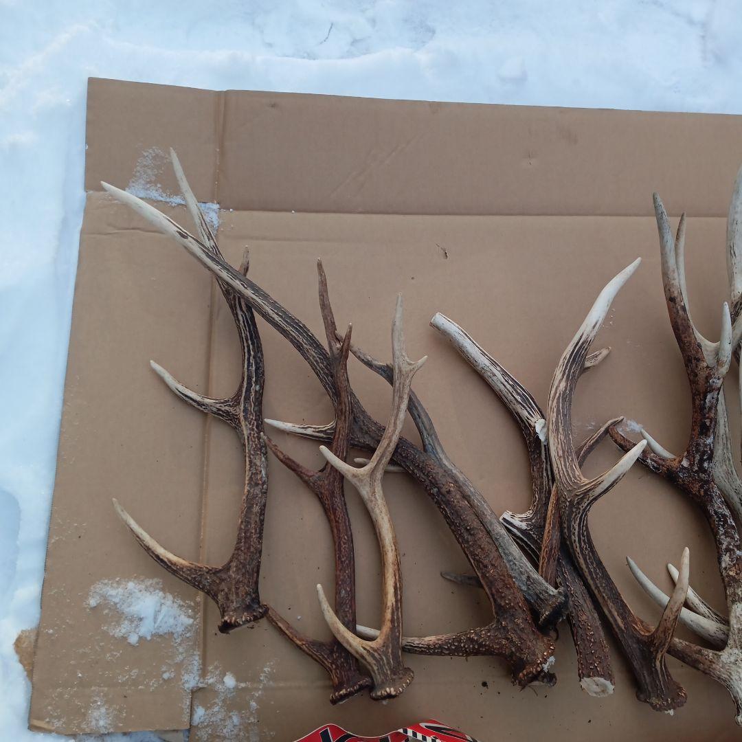 ク*ト様 天然素材、蝦夷鹿の角 犬のおもちゃ、工芸品などに　3番