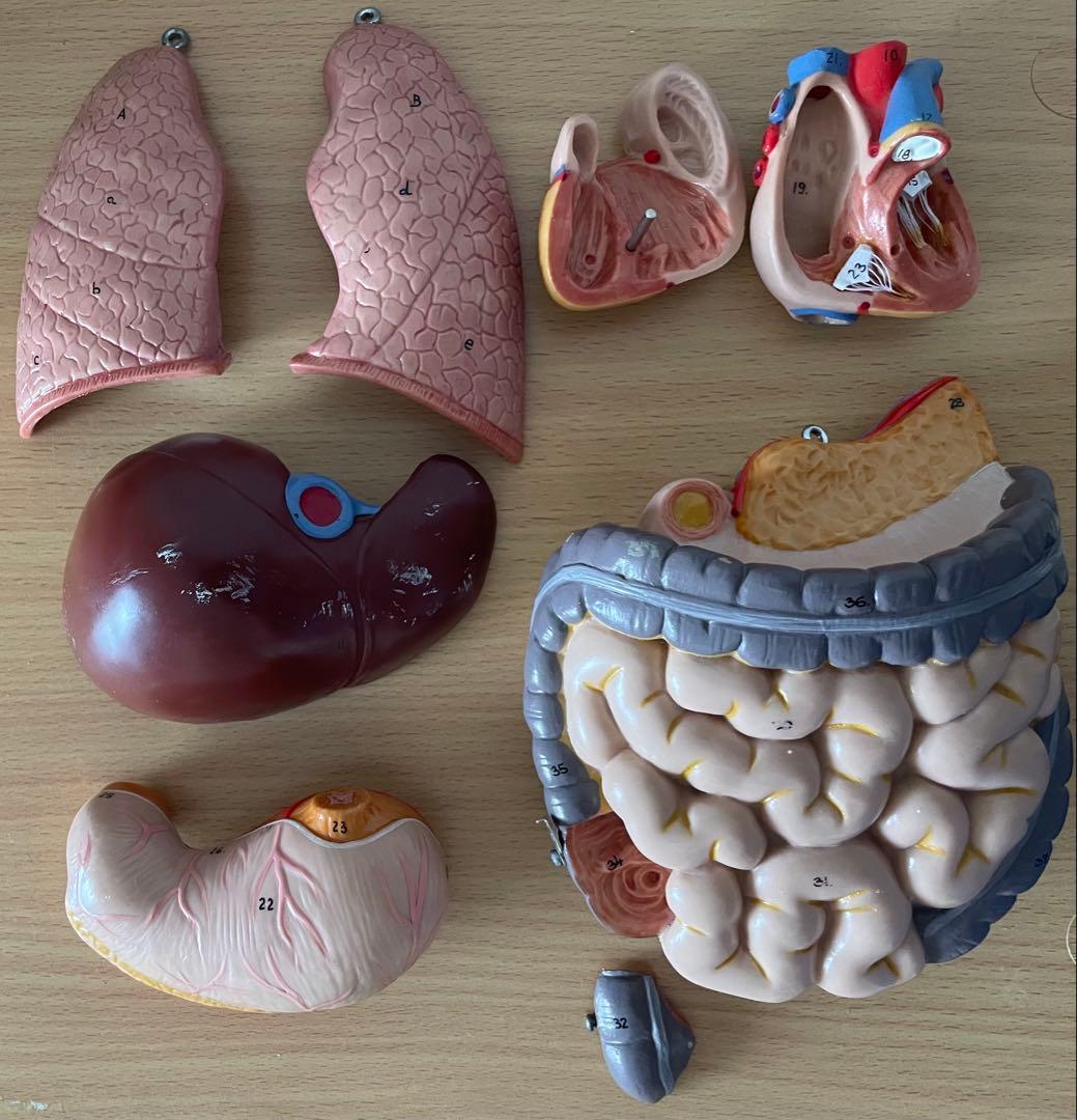 人体模型 50cm 内臓パーツ付き 中古 清掃済み