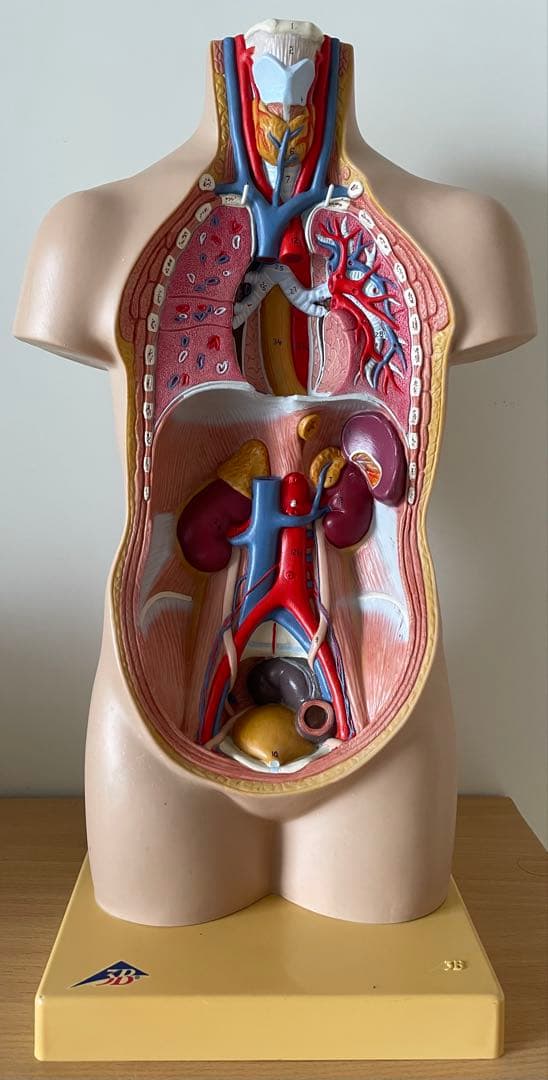 人体模型 50cm 内臓パーツ付き 中古 清掃済み
