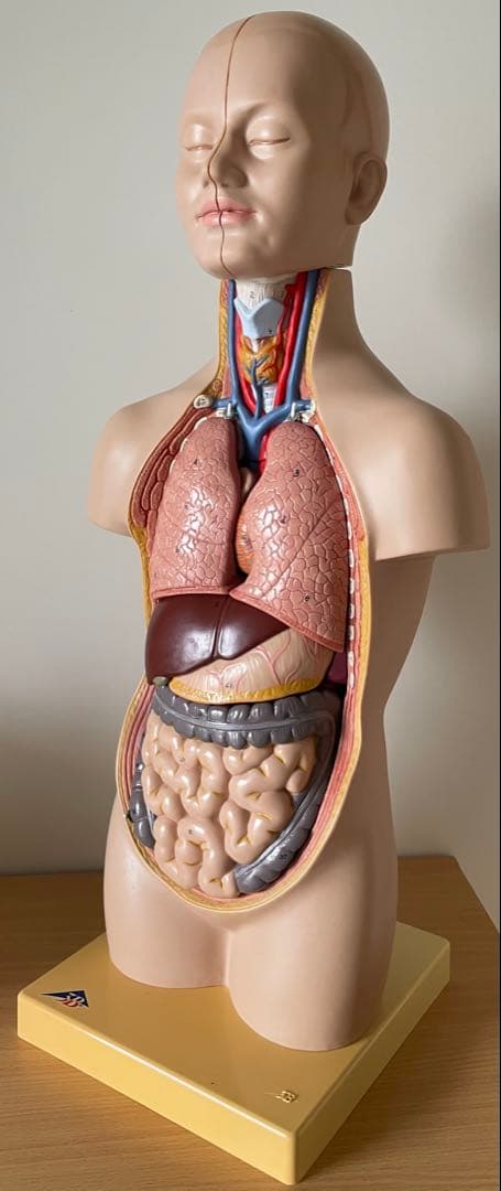 人体模型 50cm 内臓パーツ付き 中古 清掃済み