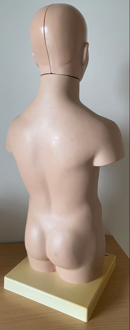 人体模型 50cm 内臓パーツ付き 中古 清掃済み