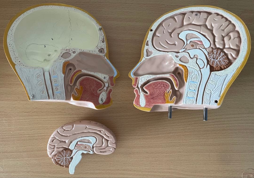 人体模型 50cm 内臓パーツ付き 中古 清掃済み