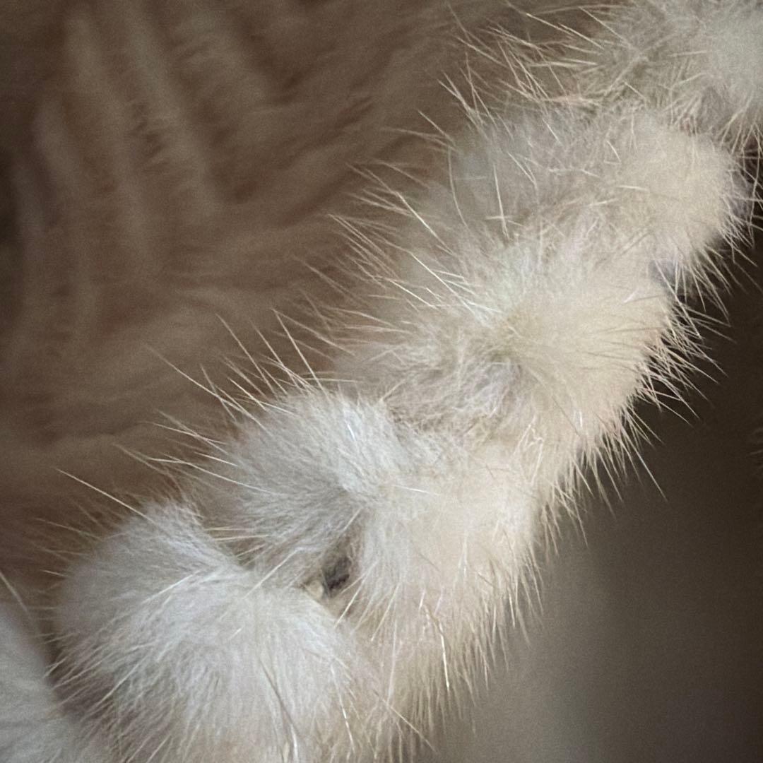 金サガ サガミンク ミンクコート ファーコート 毛皮 リアルファー ホワイト