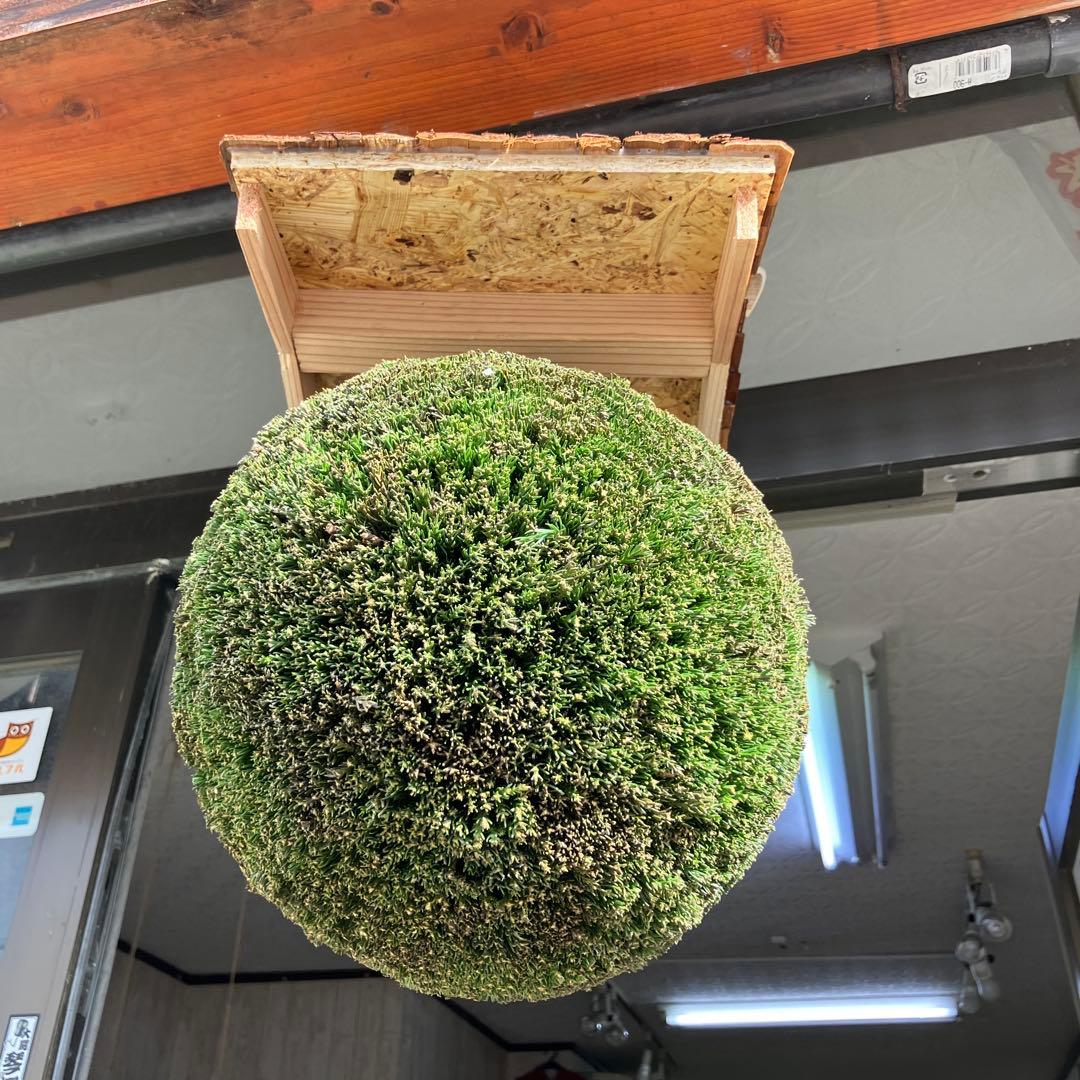 杉玉【屋根付き】②