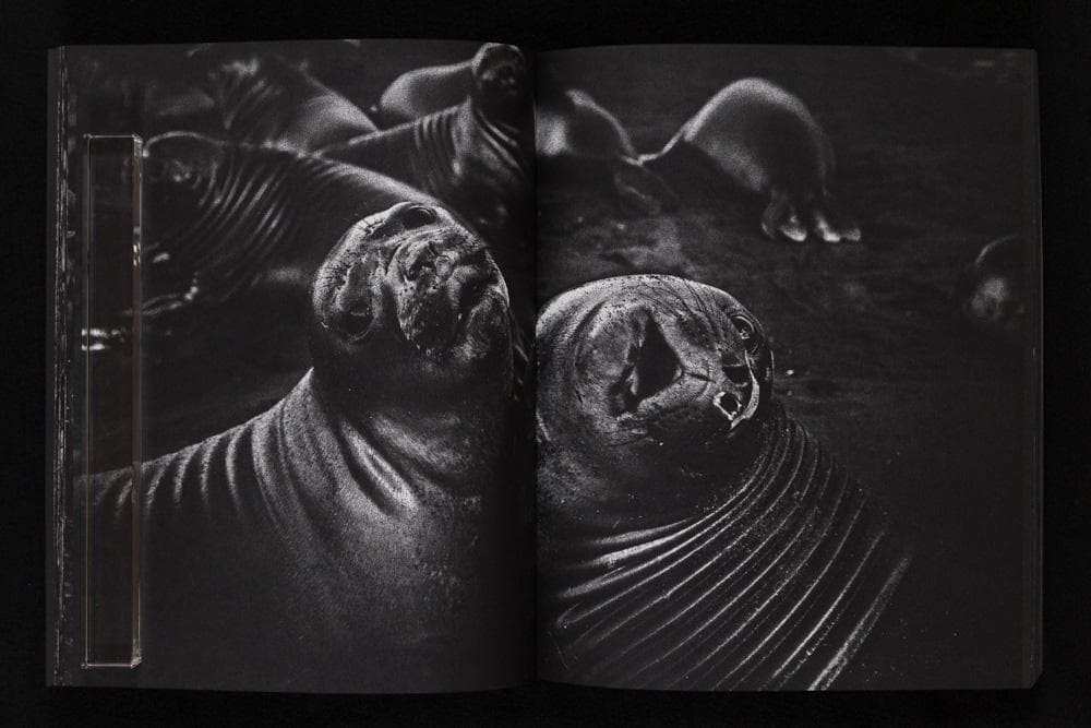 Tomasz Gudzowaty 『Closer』Stidle