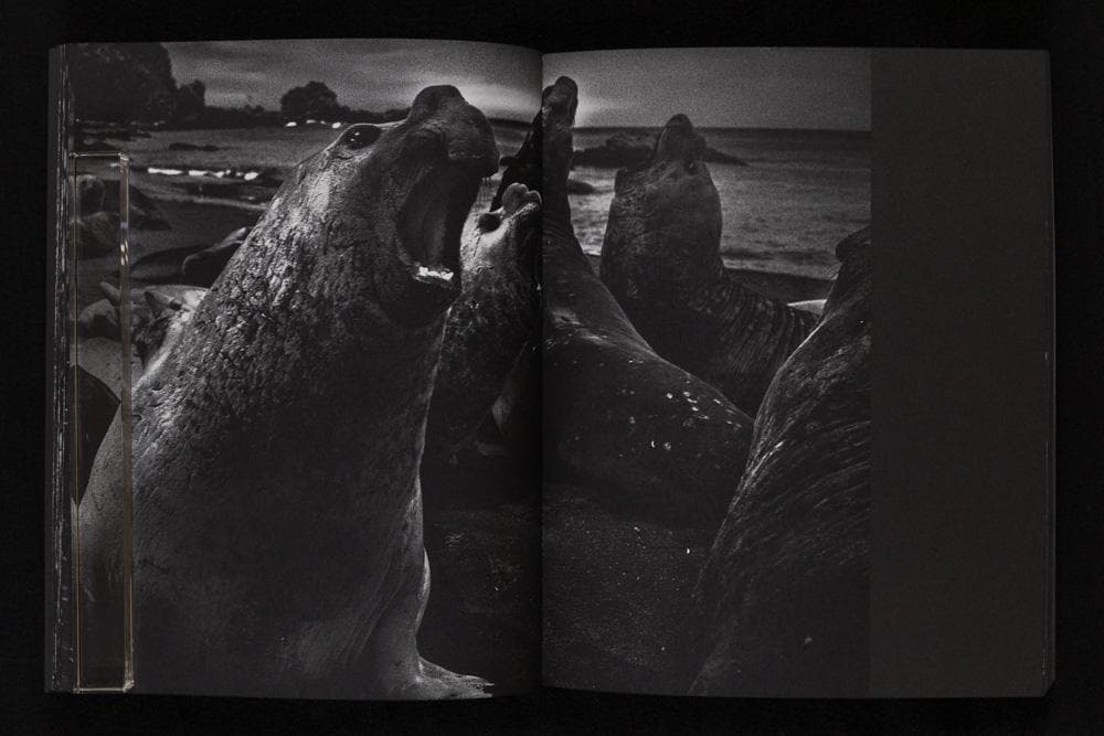 Tomasz Gudzowaty 『Closer』Stidle