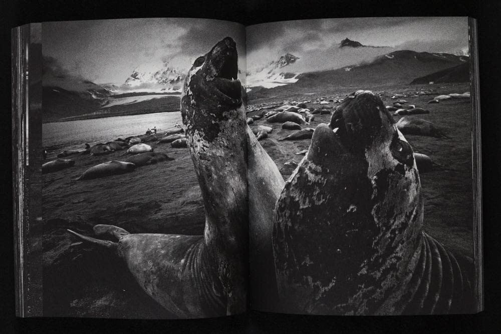 Tomasz Gudzowaty 『Closer』Stidle