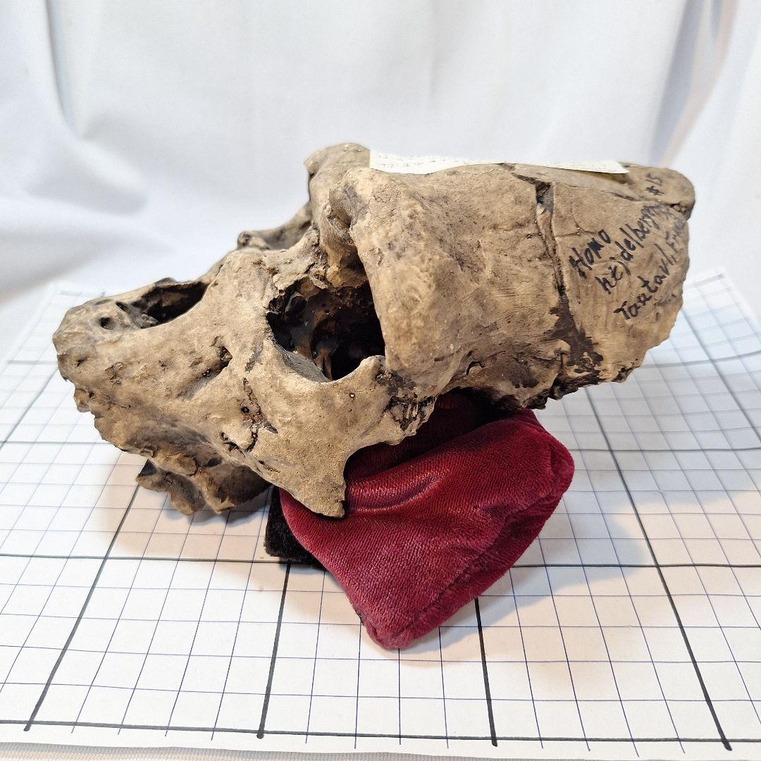 ホモ·ハイデルベルゲンシス頭骨模型