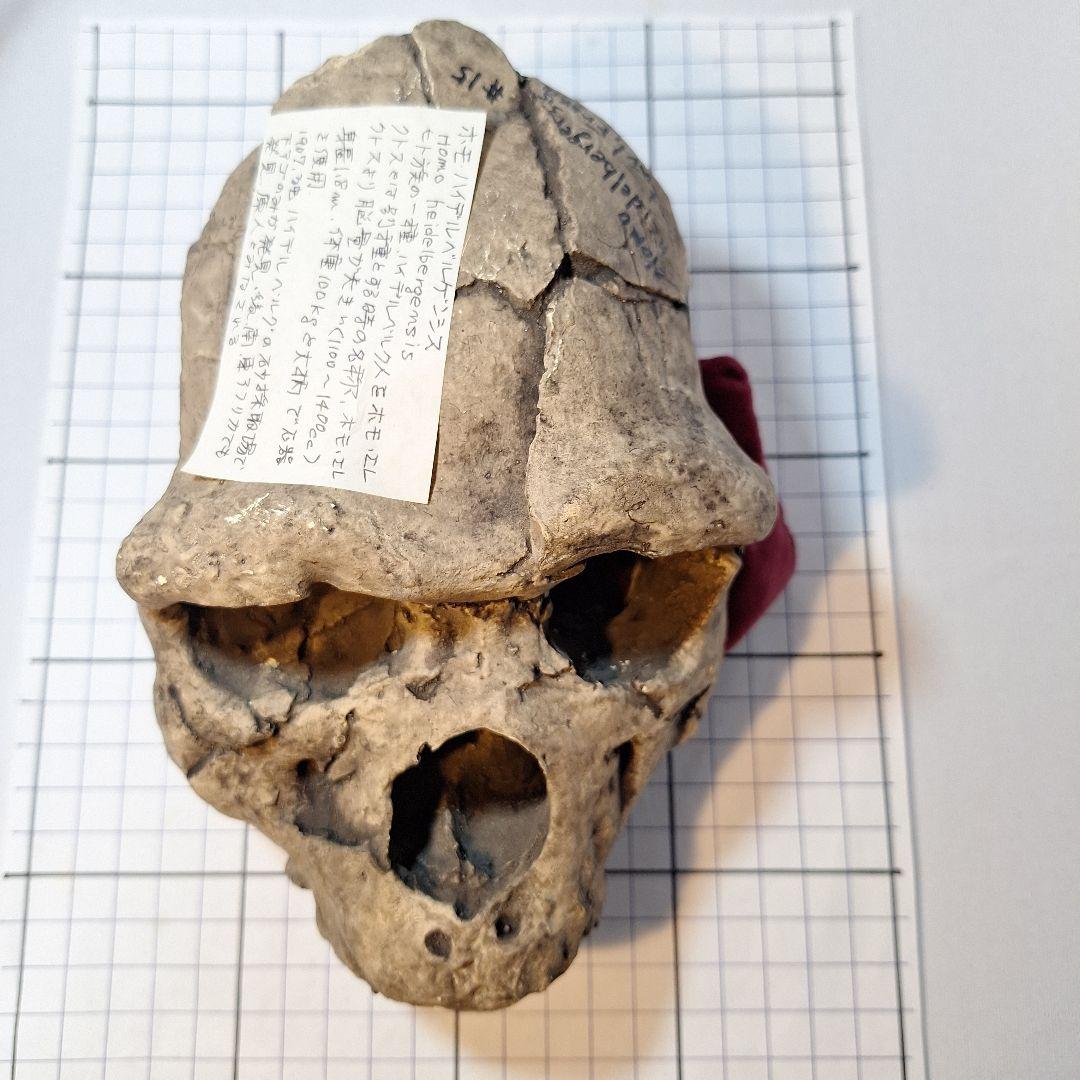 ホモ·ハイデルベルゲンシス頭骨模型