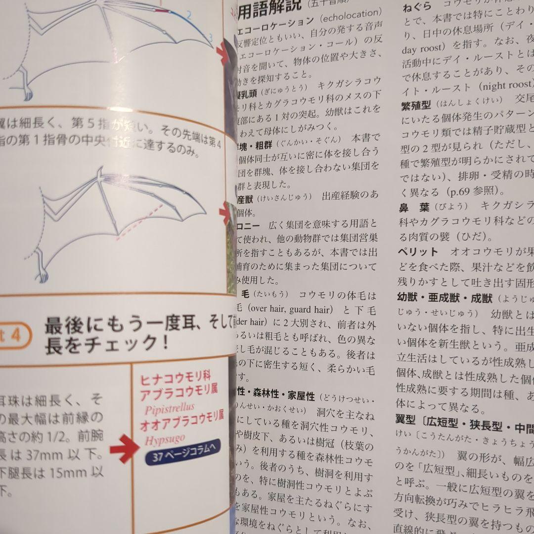 【絶版】コウモリ識別ハンドブック改訂版