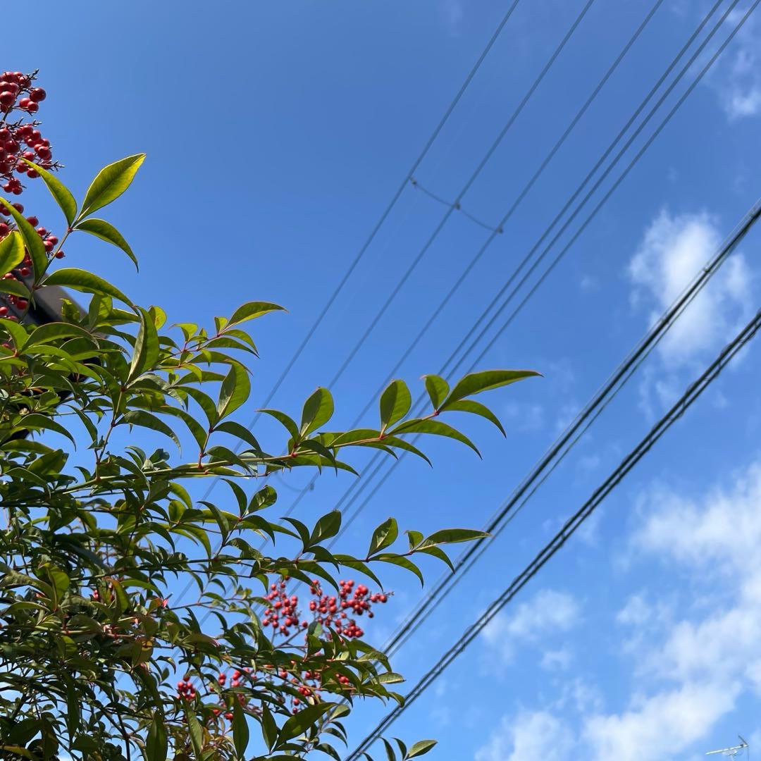 iPhone12 ブルー　64GB SIMフリー