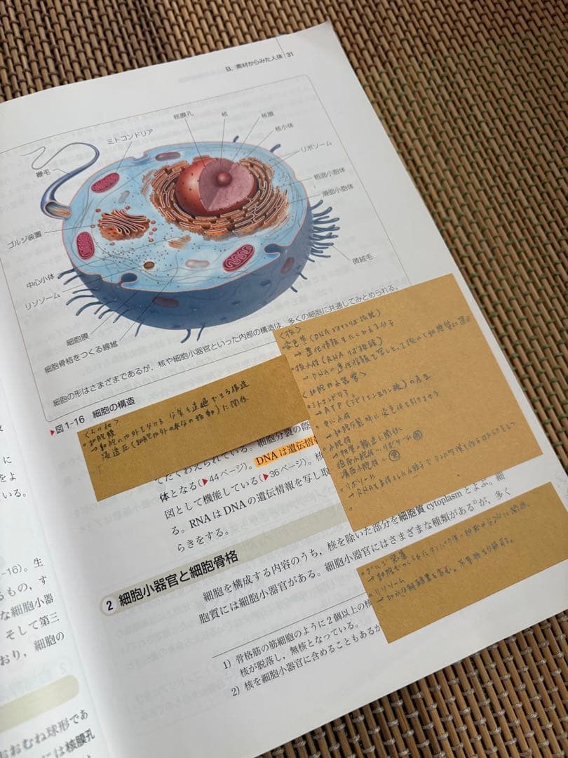 系統看護学講座　２０２５卒業生使用