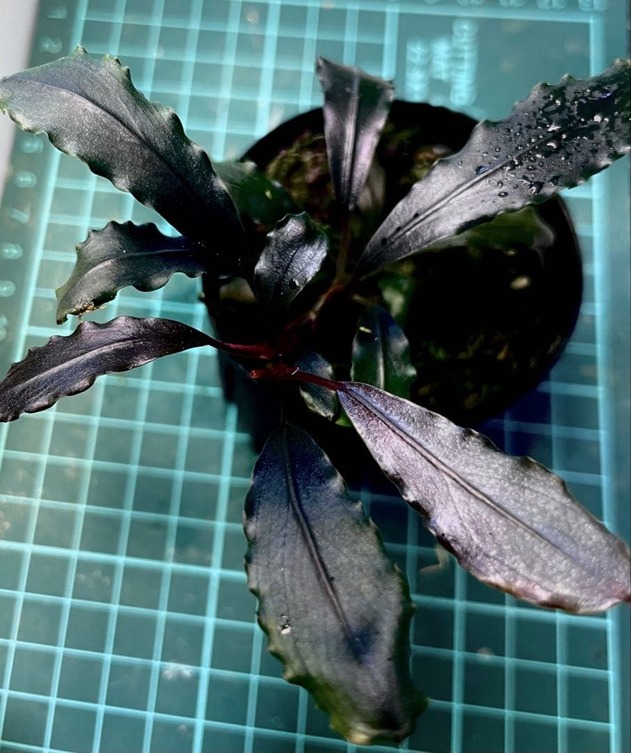 Bucephalandra sp.Ghost kalimantan大株