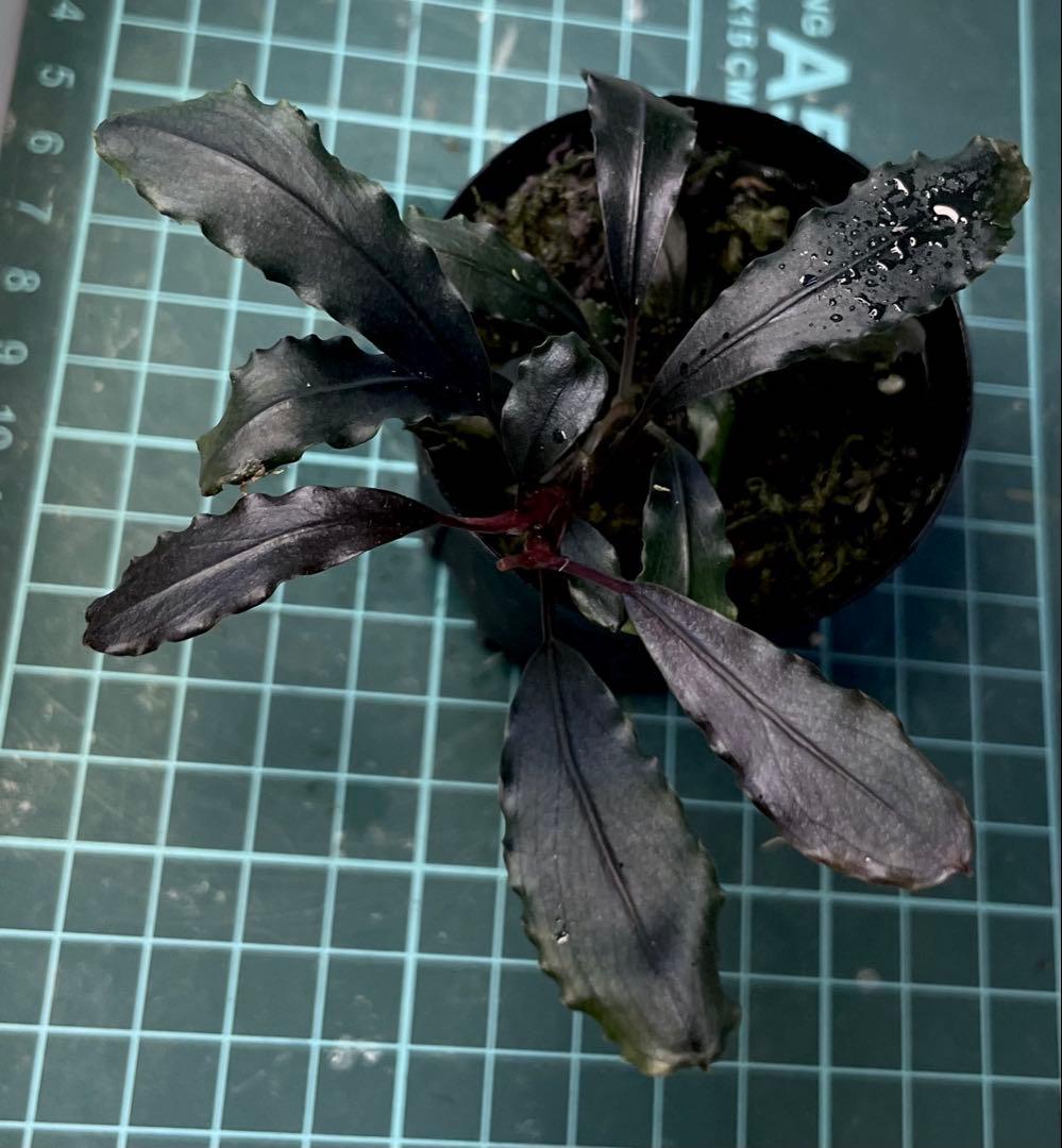 Bucephalandra sp.Ghost kalimantan大株