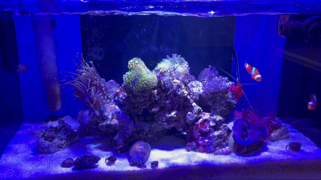 GEX aquarista Glassterior 450 オーバーフロー水槽