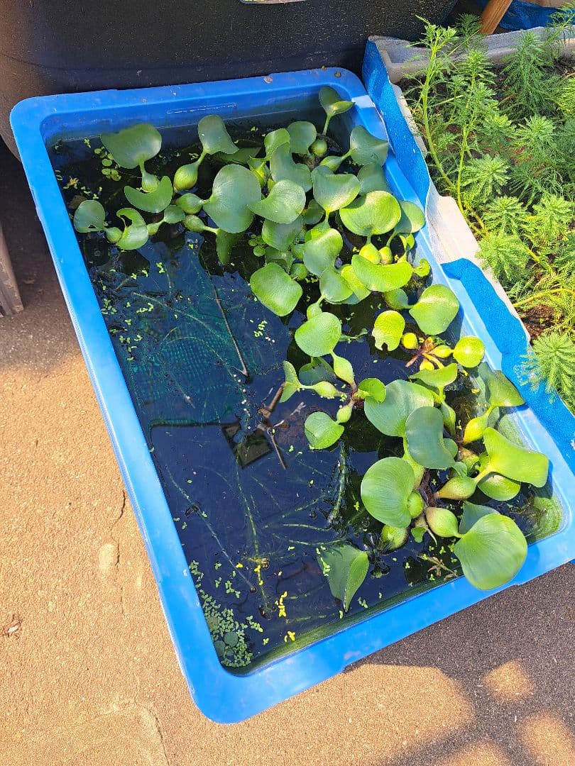 【専用ページ】天然 アナカリス1000本 オオカナダモ