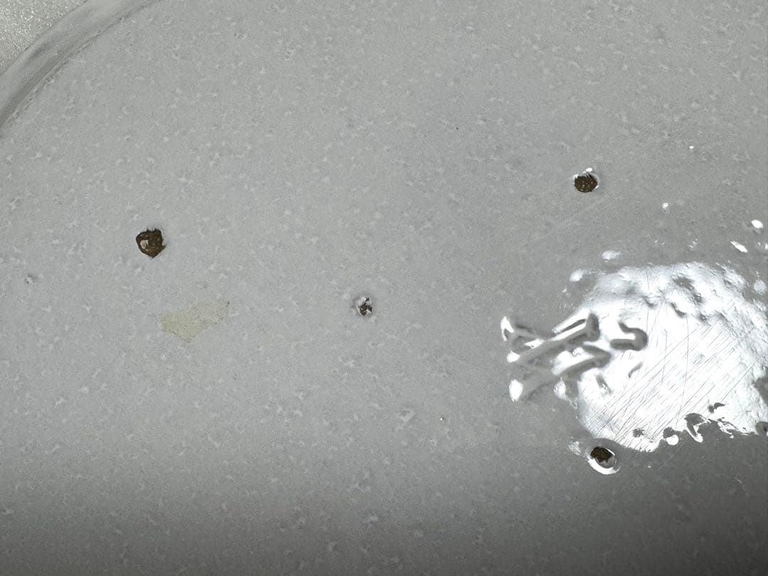 最終価格Astier de Villatte Claudine ディナープレート