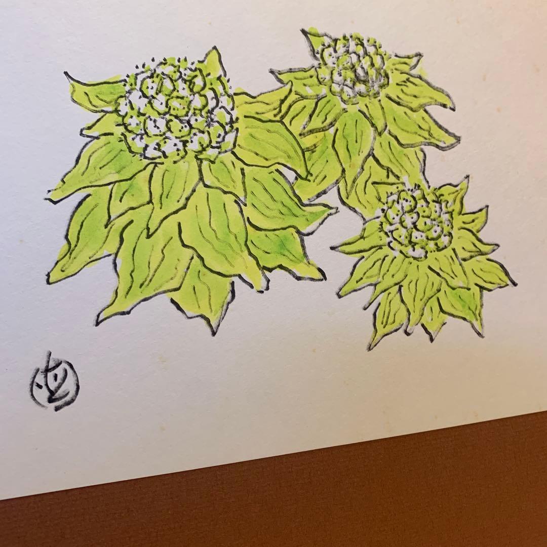 坂本直行　ふきのとう　水彩画　真作　六花亭　銘菓　貴重　北海道