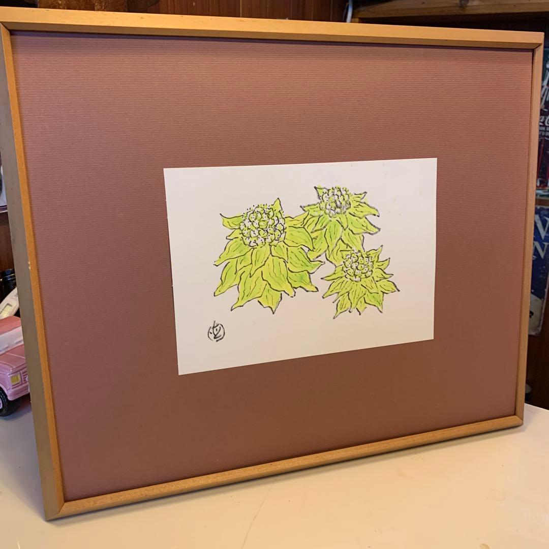 坂本直行　ふきのとう　水彩画　真作　六花亭　銘菓　貴重　北海道