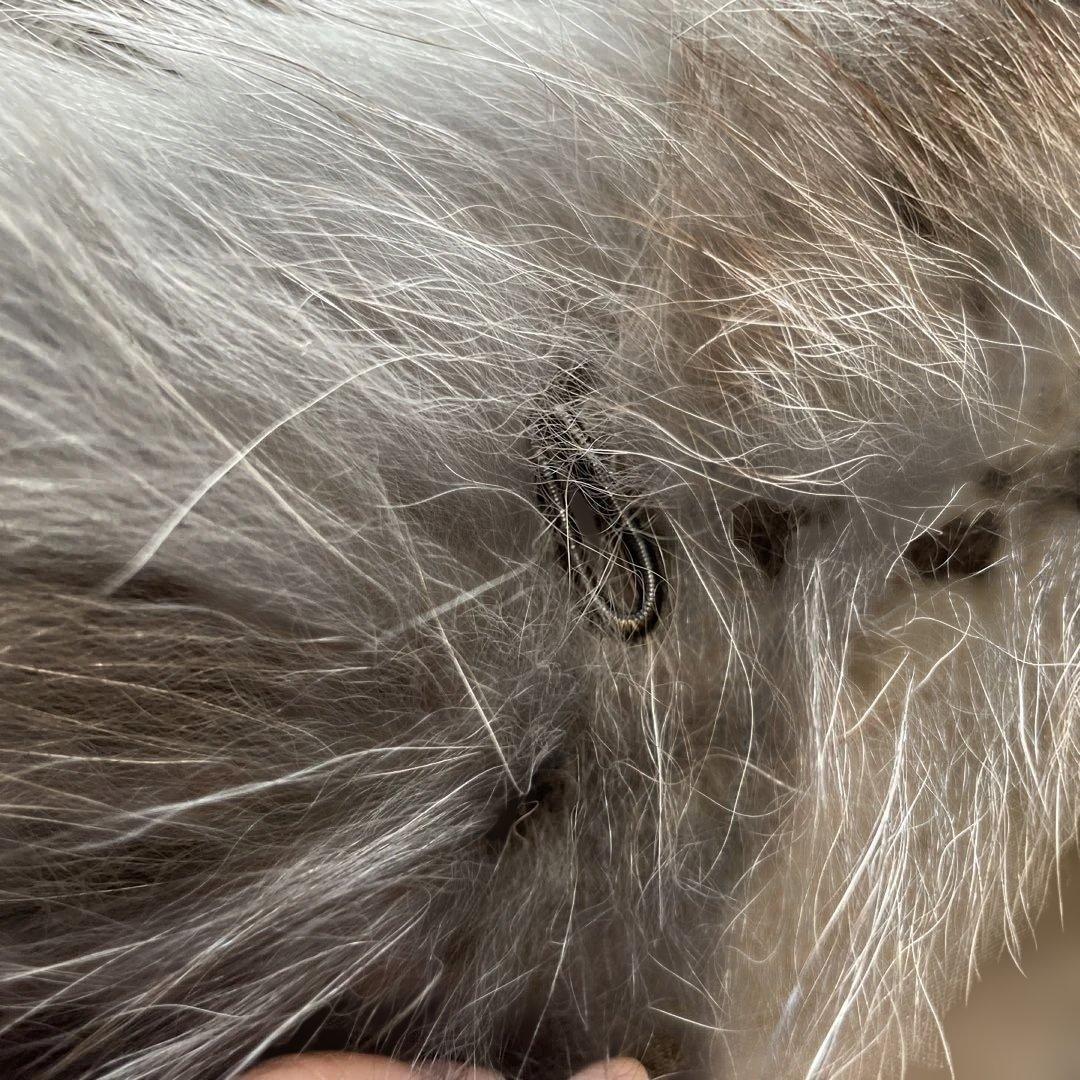 ファーコート　フォックス　シルバー　肉厚　グレー