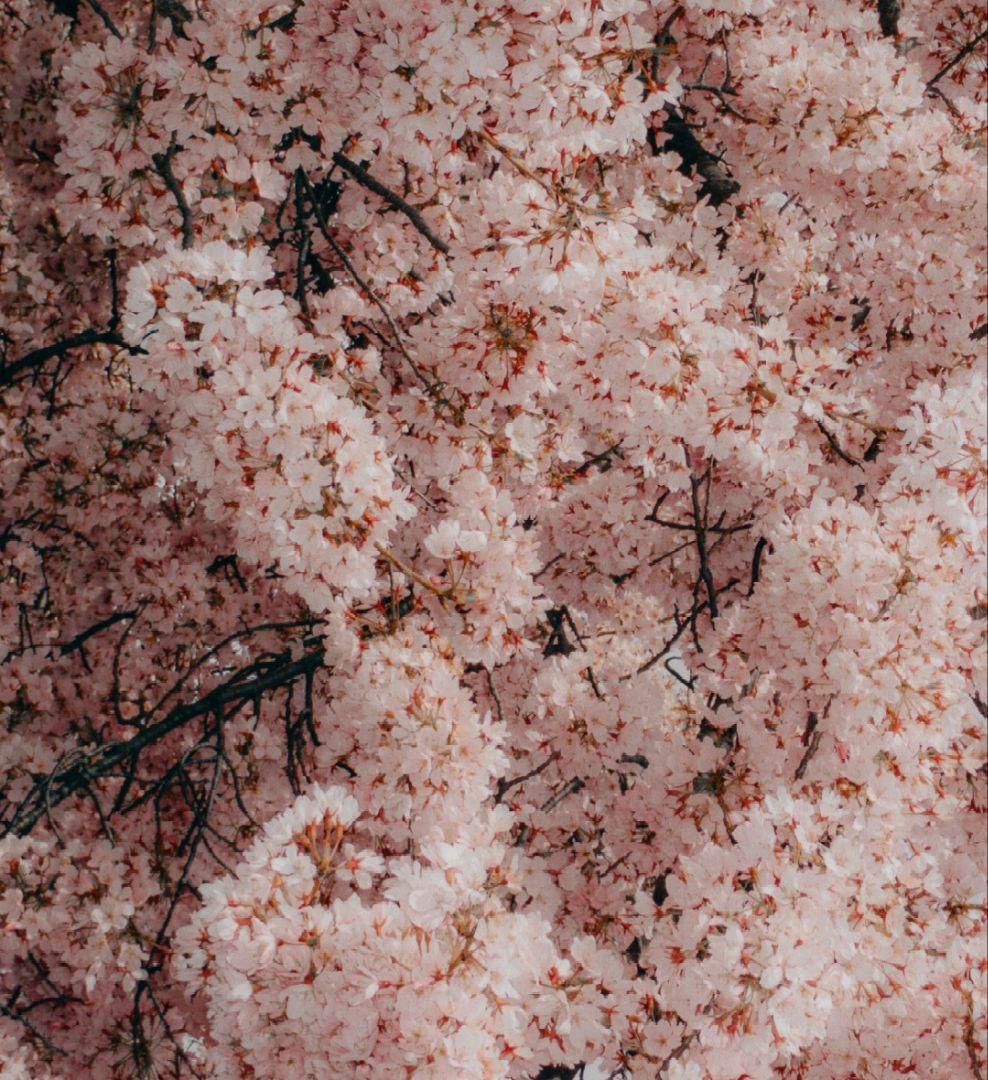 ARC’TERYXバードワードトーク　ピンク