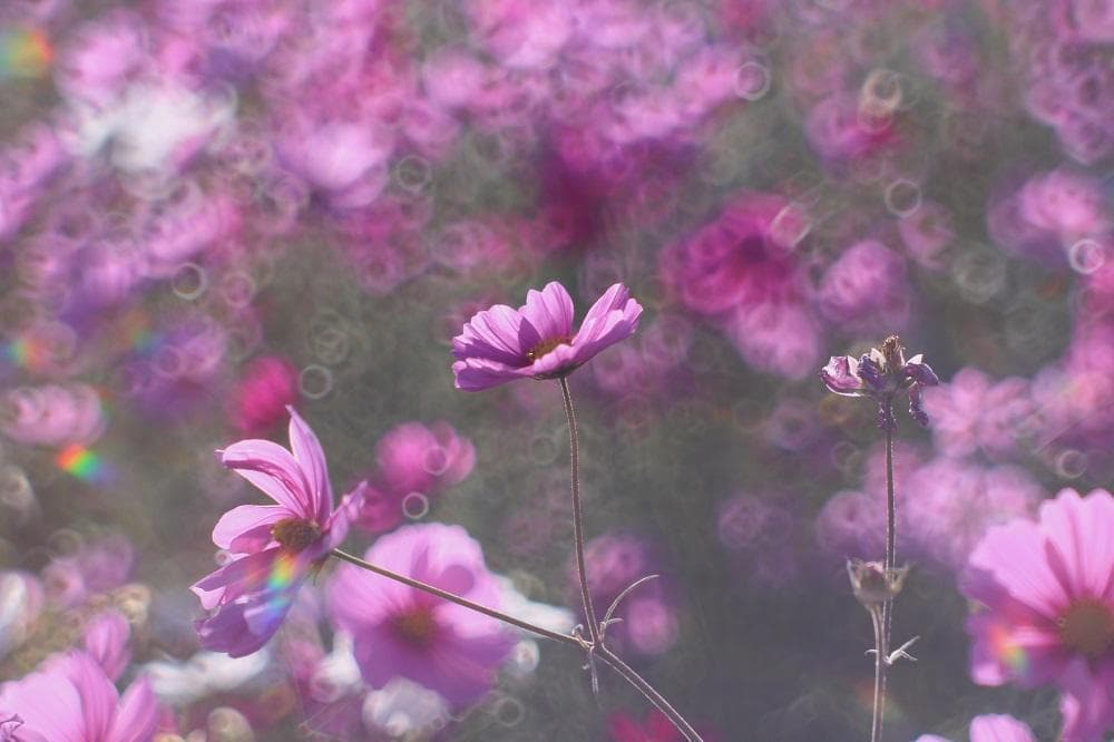 PENTAX SMC Takumar 55mm F1.8 宝石レンズ リングボケ