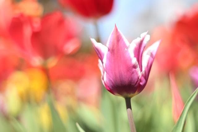 PENTAX SMC Takumar 55mm F1.8 宝石レンズ リングボケ