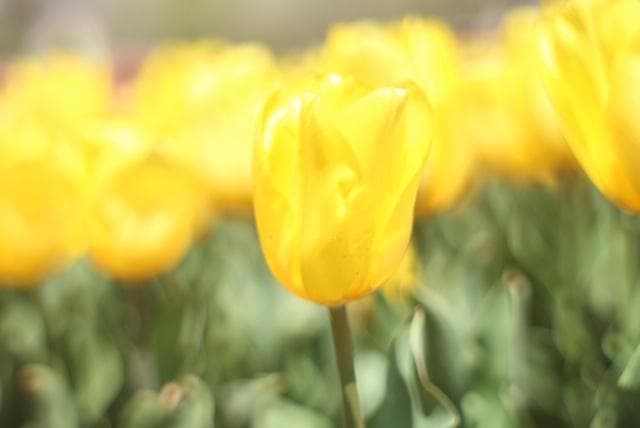 PENTAX SMC Takumar 55mm F1.8 宝石レンズ リングボケ