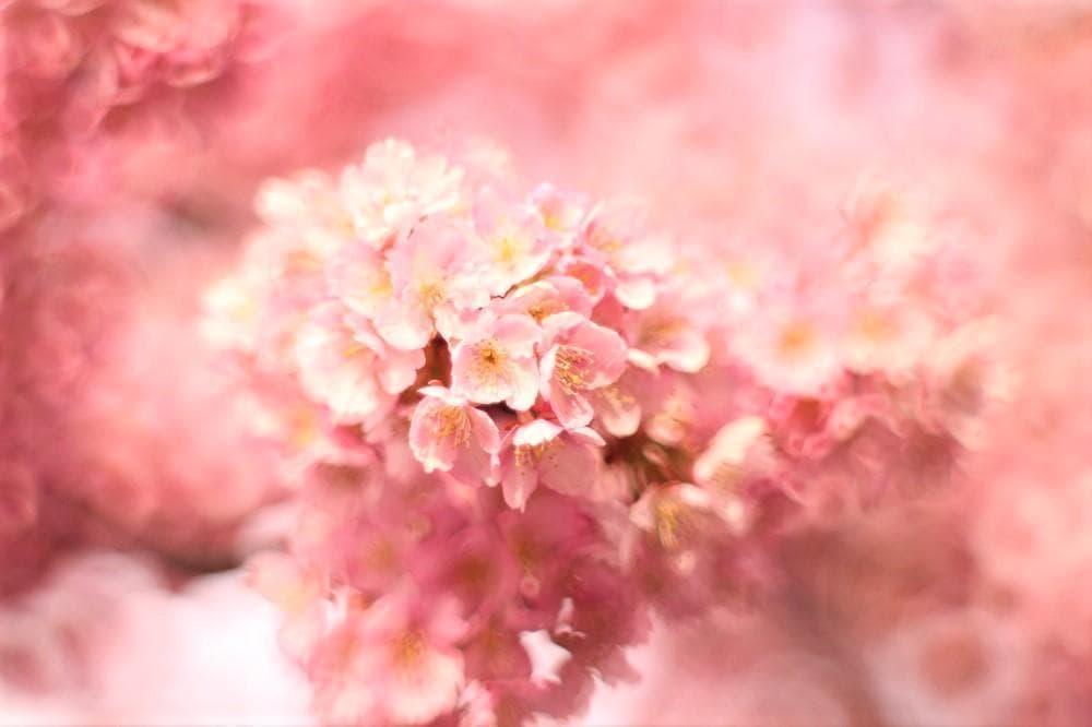 PENTAX SMC Takumar 55mm F1.8 宝石レンズ リングボケ