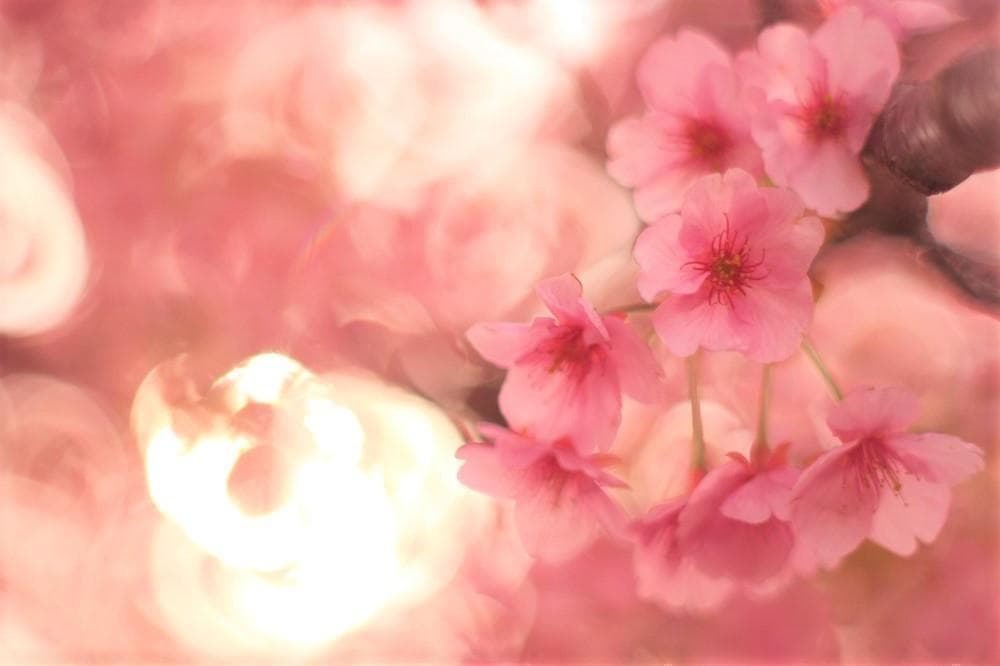 PENTAX SMC Takumar 55mm F1.8 宝石レンズ リングボケ