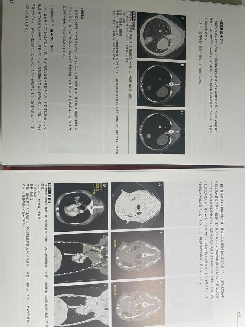 【裁断済】犬と猫のCT読影入門