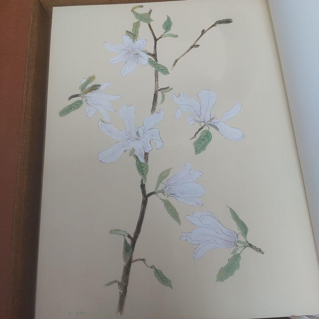 堅山南風素描 花