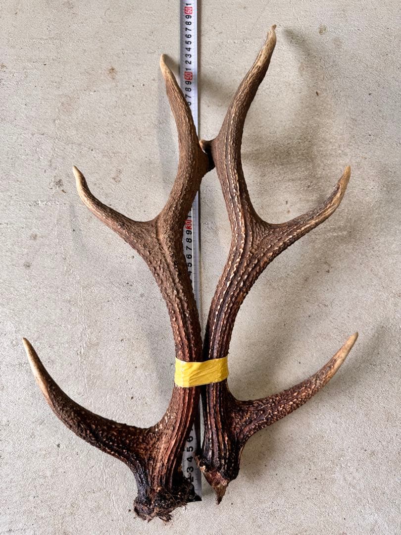 天然鹿の角5対(10本)セット No.7