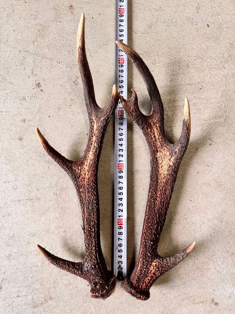 天然鹿の角5対(10本)セット No.7