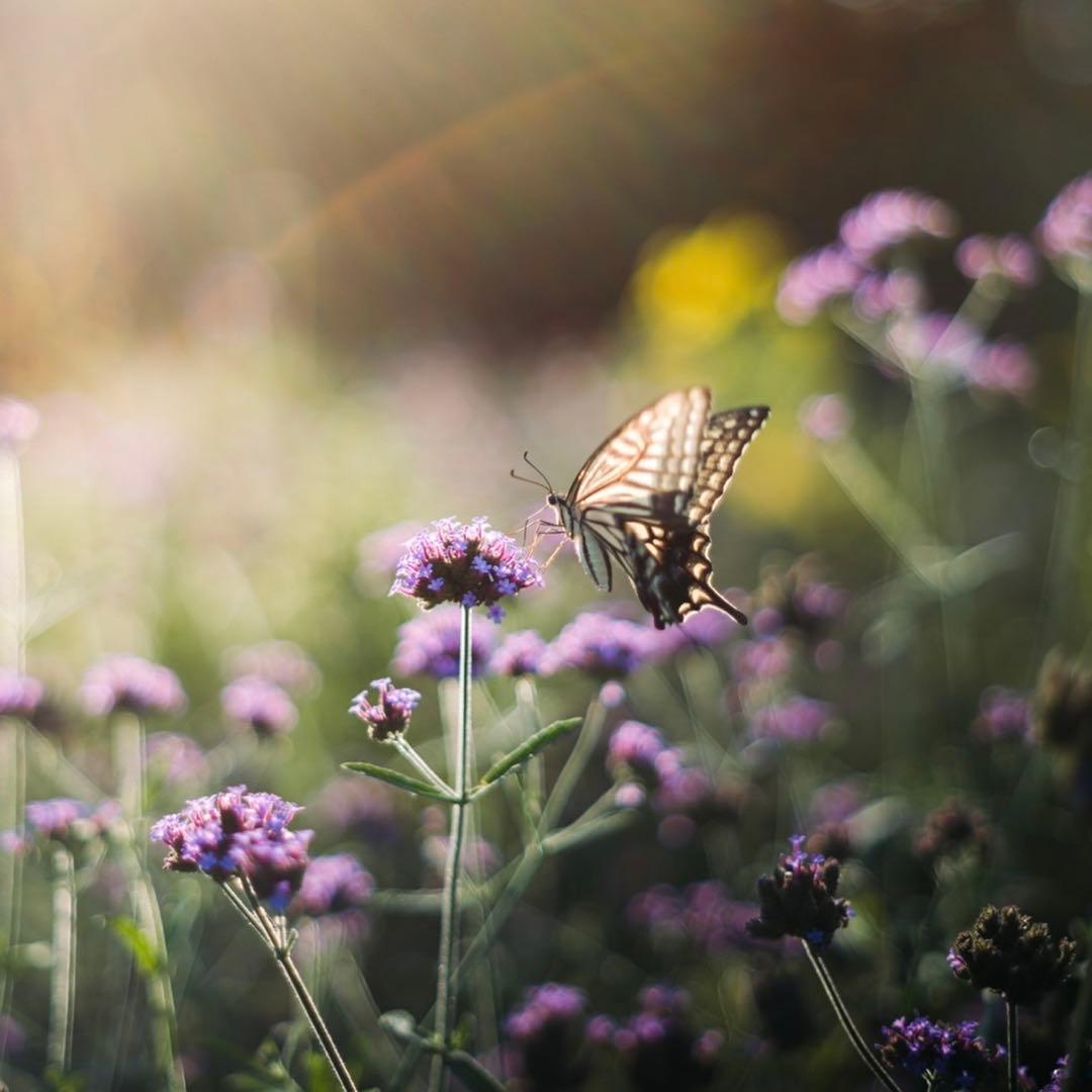 S出品【Super Takumar 55mm f1.8】