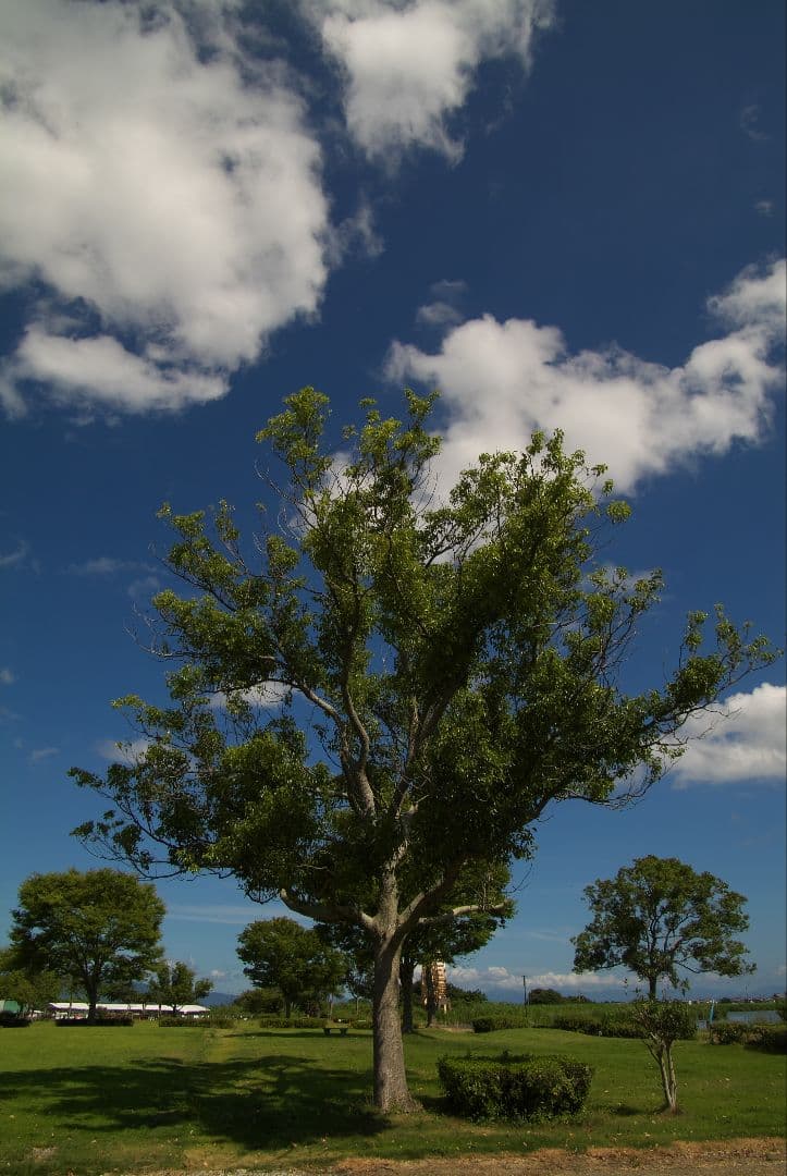 【超美品】Tokina SD 16-50mm F2.8 AT-X Pro