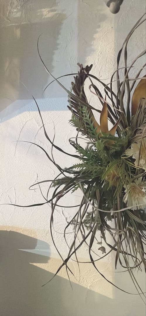 ロゼッタとグリーンの壁面アレンジ⚪︎ドライフラワー