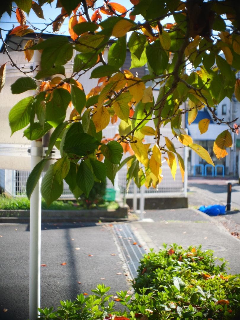 オールドレンズ　Cマウント　Schneider Cine-Xenon 16mm