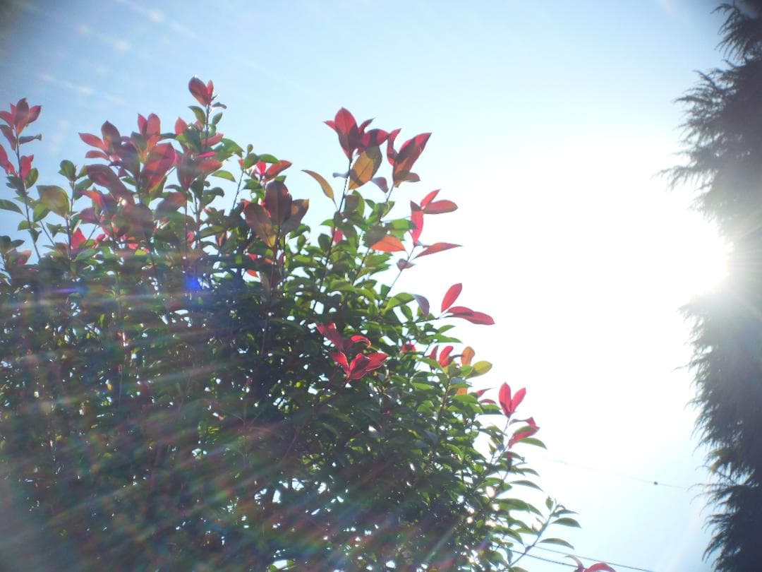 オールドレンズ　Cマウント　Schneider Cine-Xenon 16mm